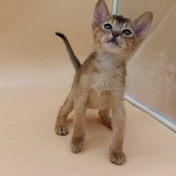 Abyssinian Nelson