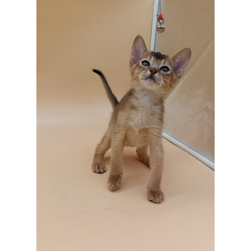 Abyssinian Nelson