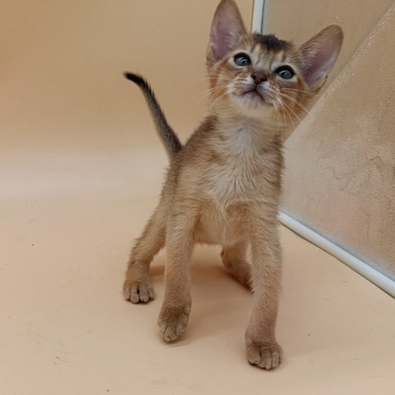 Abyssinian Nelson