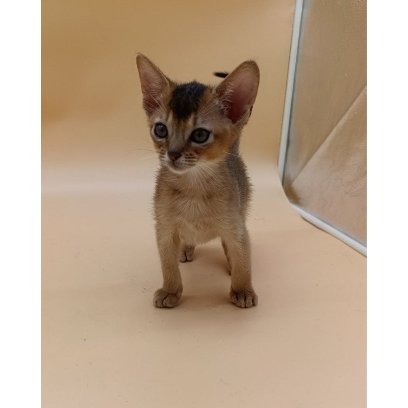 Abyssinian Nelson