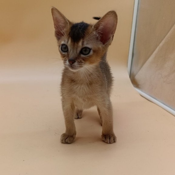Abyssinian Nelson