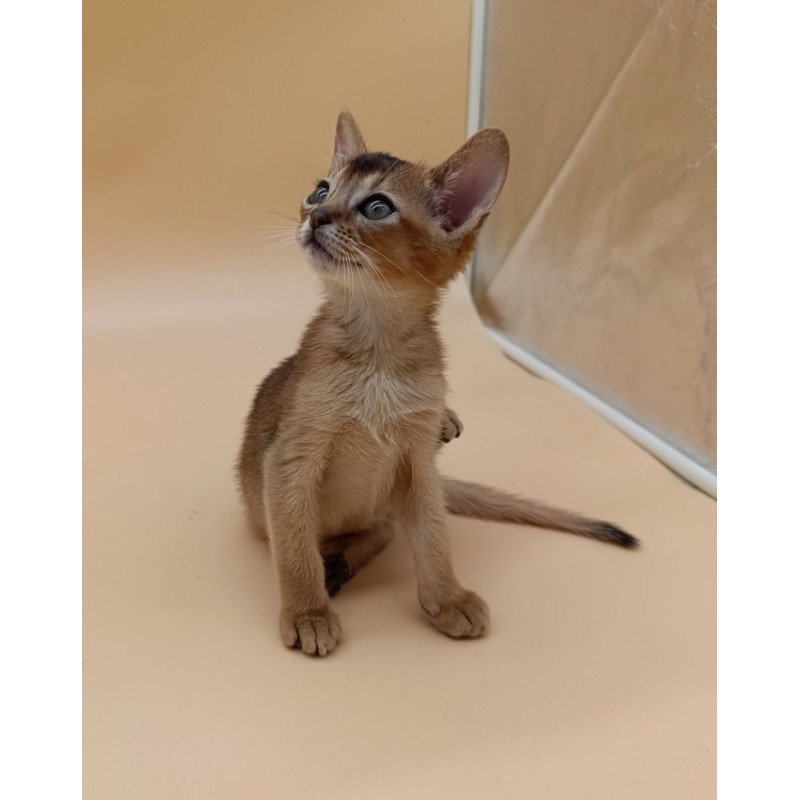 Abyssinian Nelson