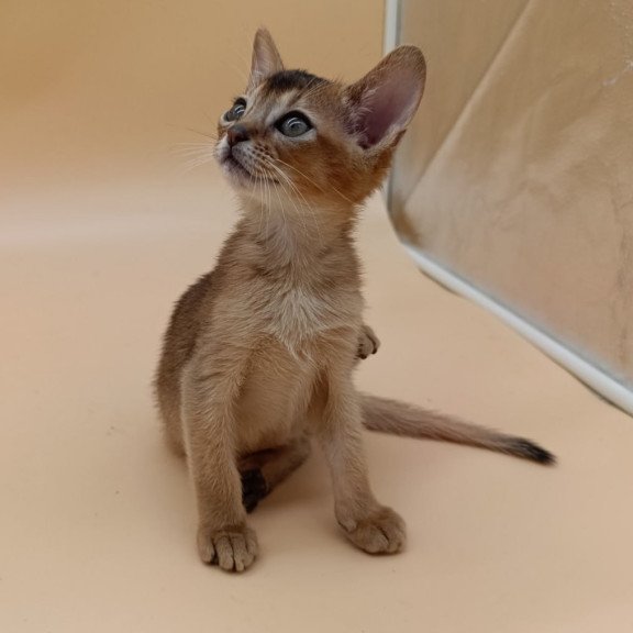 Abyssinian Nelson