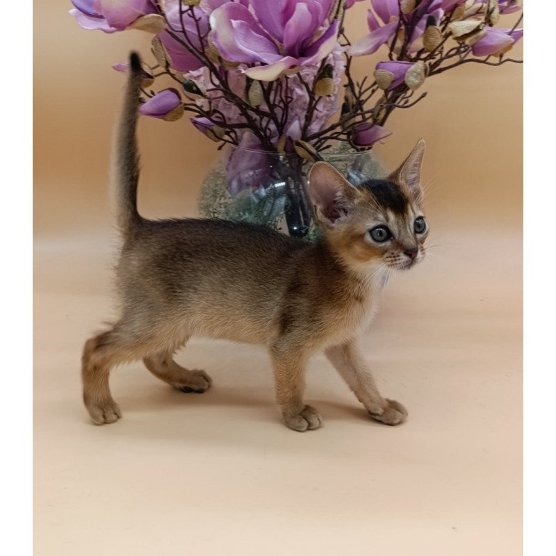Abyssinian Nelson