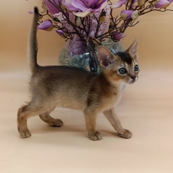 Abyssinian Nelson