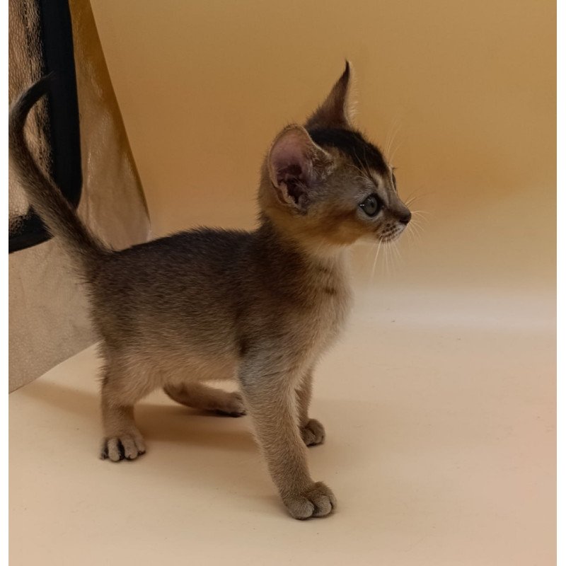 Abyssinian Nelson