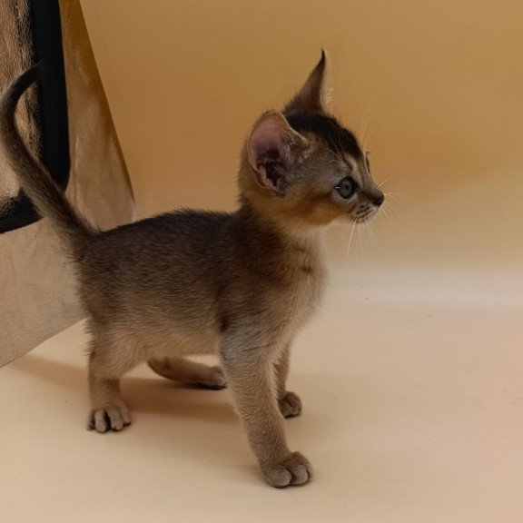 Abyssinian Nelson