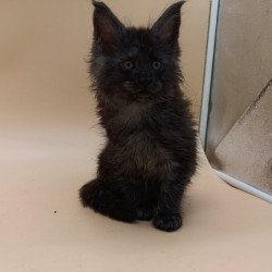 Maine Coon Odin