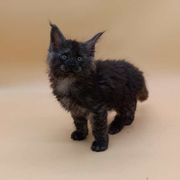 Maine Coon Odin