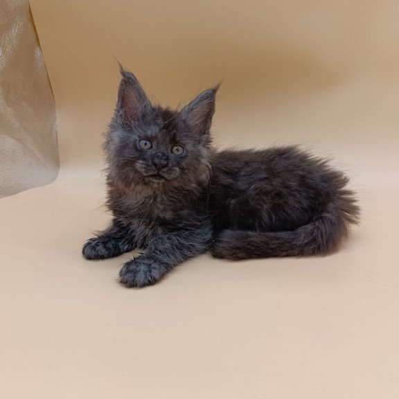 Maine Coon Odin