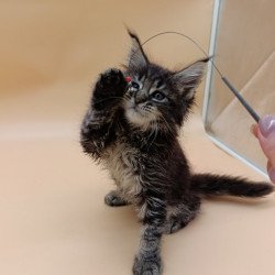 Maine Coon Orion