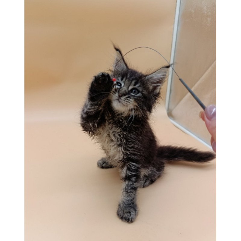 Maine Coon Orion