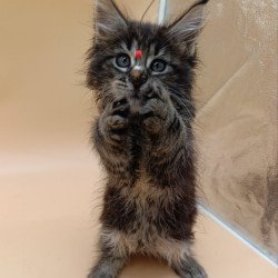 Maine Coon Orion