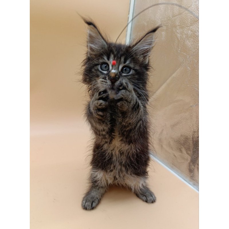 Maine Coon Orion
