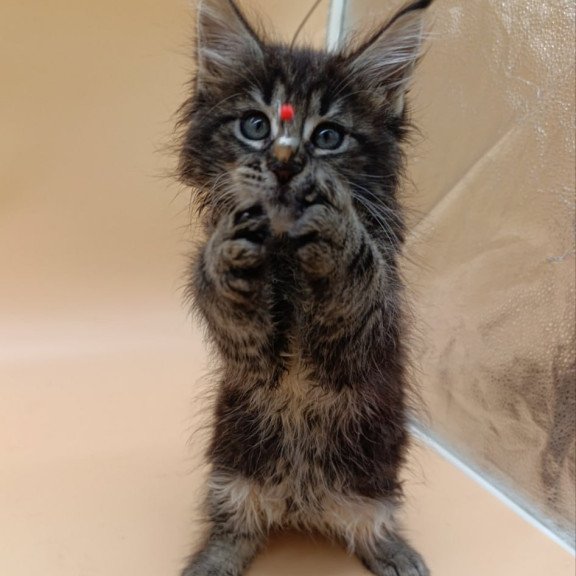 Maine Coon Orion
