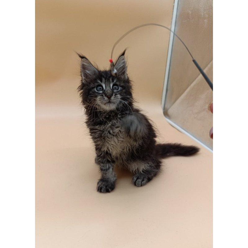 Maine Coon Orion