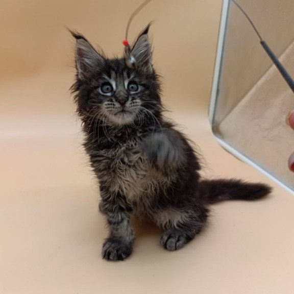 Maine Coon Orion