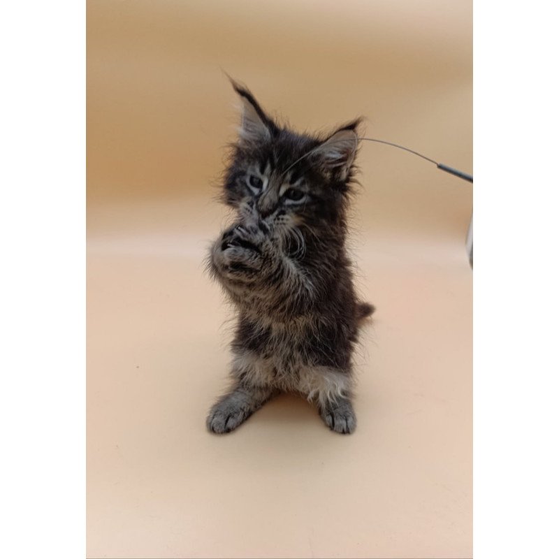 Maine Coon Orion