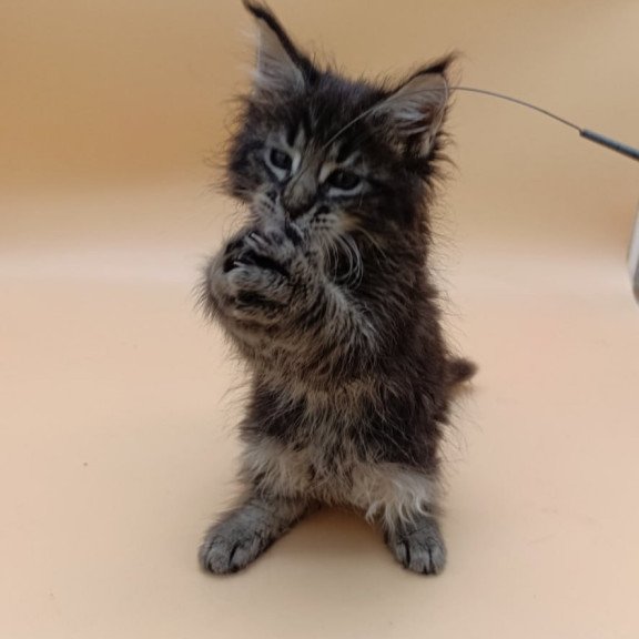 Maine Coon Orion