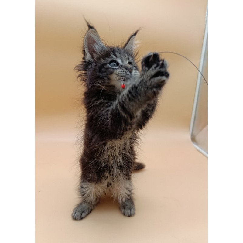 Maine Coon Orion
