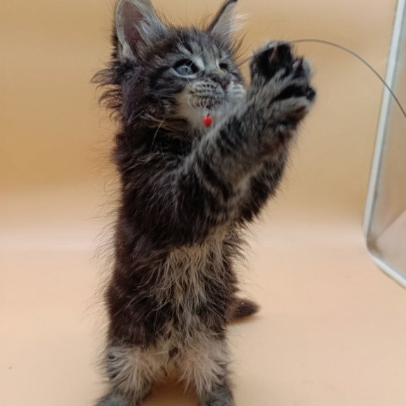 Maine Coon Orion