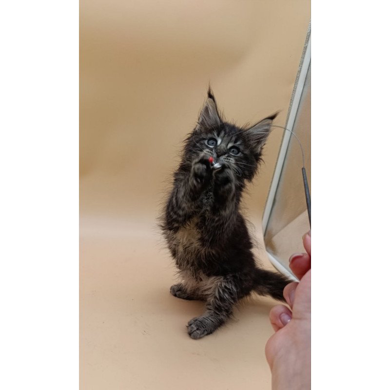 Maine Coon Orion