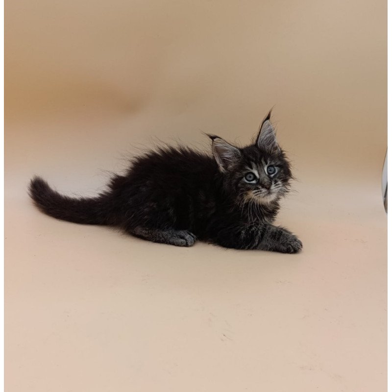 Maine Coon Orion