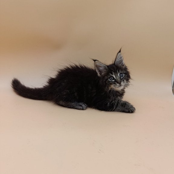 Maine Coon Orion