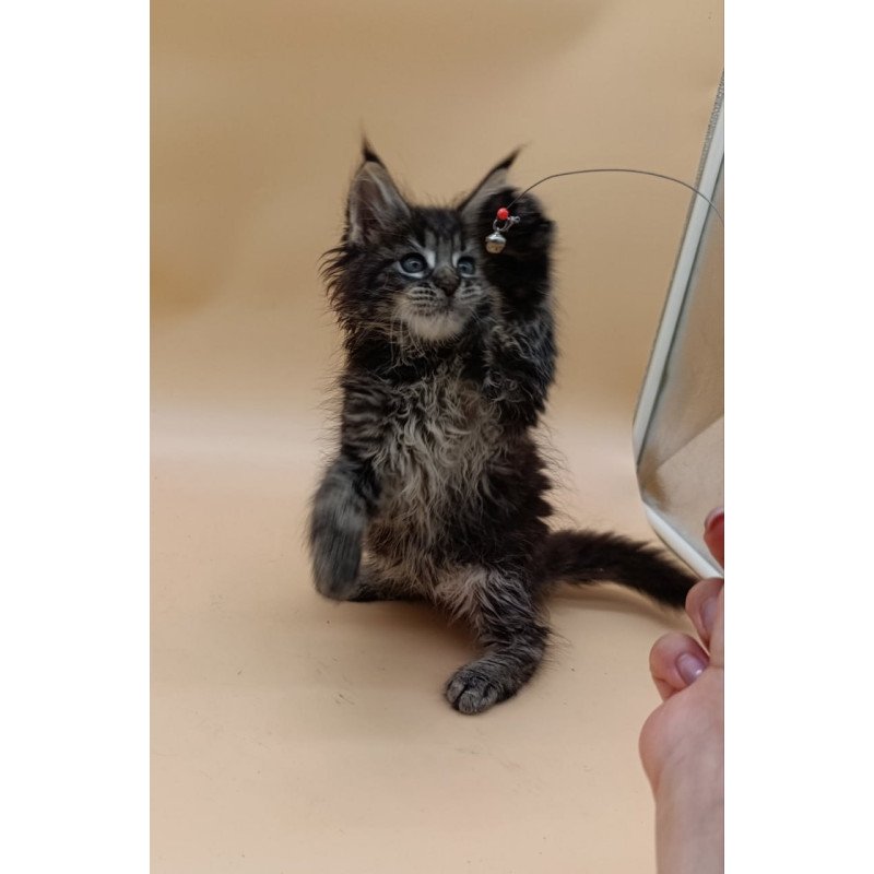 Maine Coon Orion