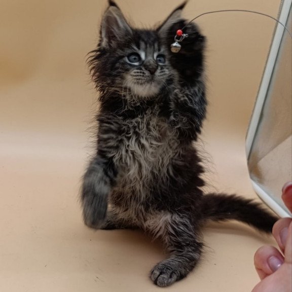 Maine Coon Orion