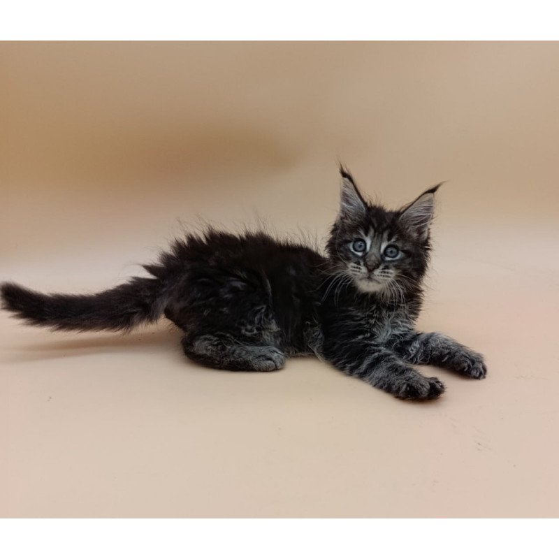 Maine Coon Orion