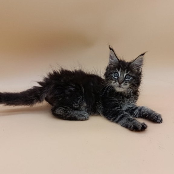 Maine Coon Orion