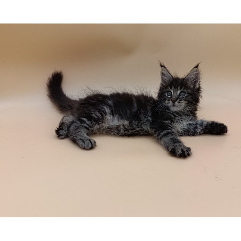 Maine Coon Orion