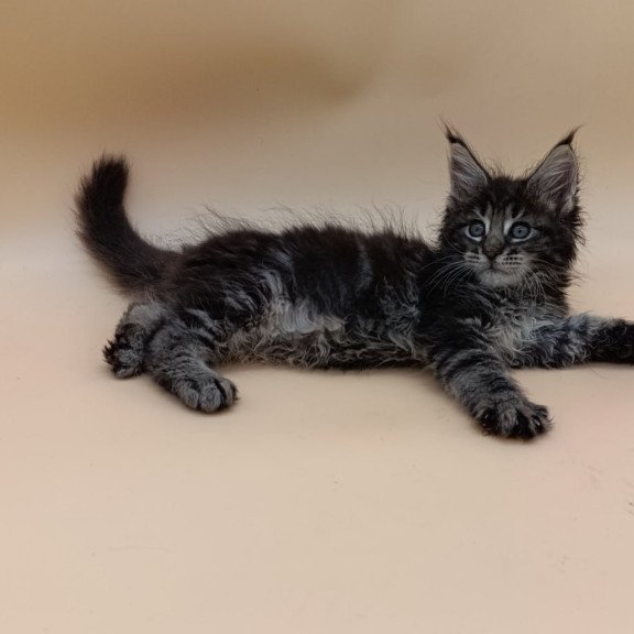 Maine Coon Orion