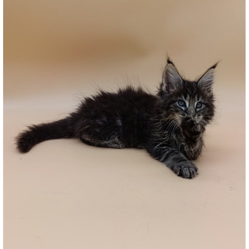 Maine Coon Orion