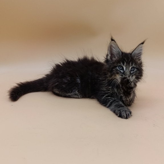 Maine Coon Orion