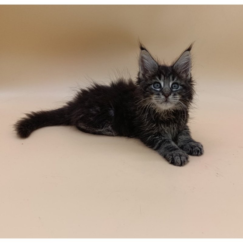 Maine Coon Orion