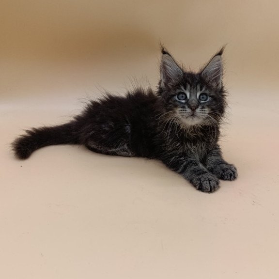 Maine Coon Orion