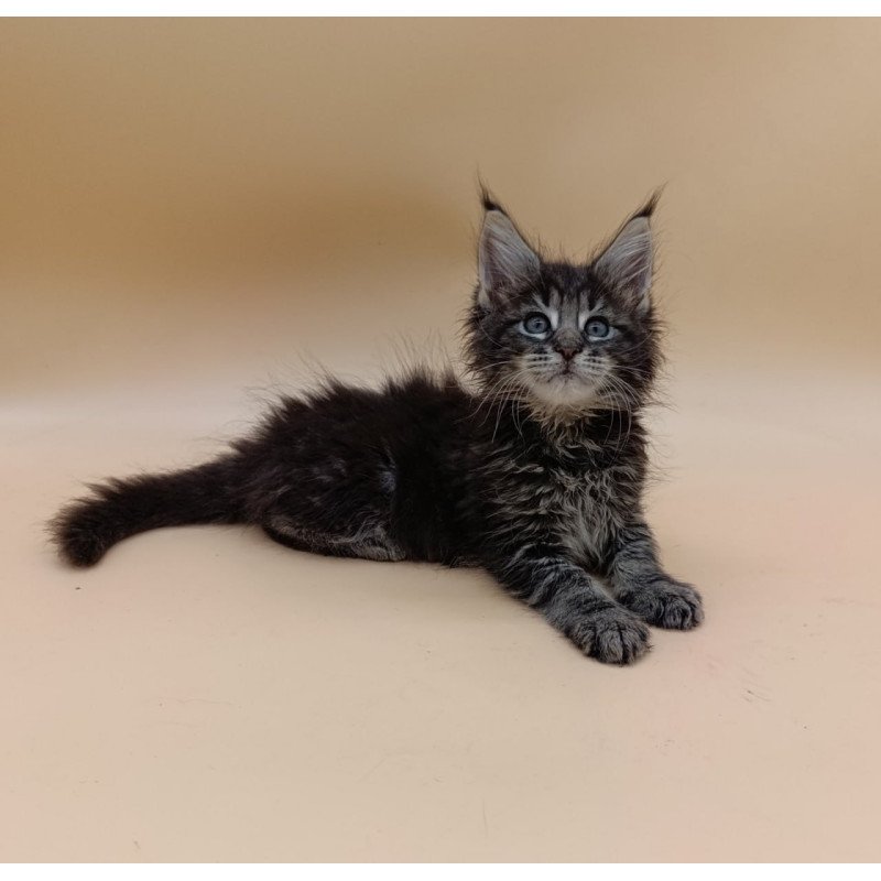 Maine Coon Orion