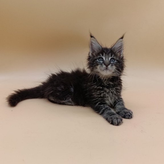 Maine Coon Orion