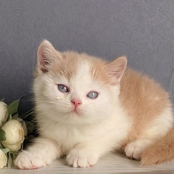 British Duke