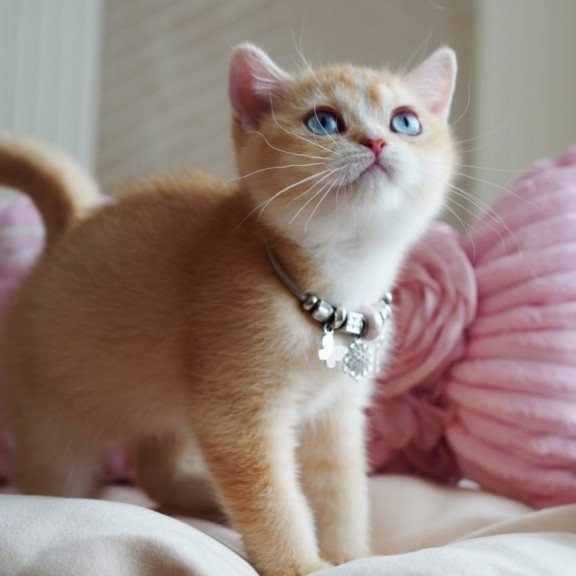 British Violet