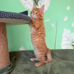 Maine Coon Alex
