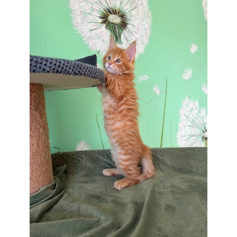 Maine Coon Alex