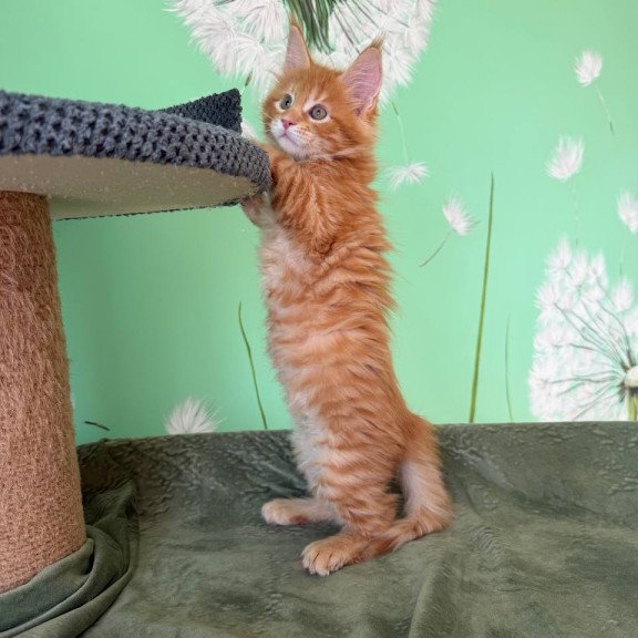 Maine Coon Alex