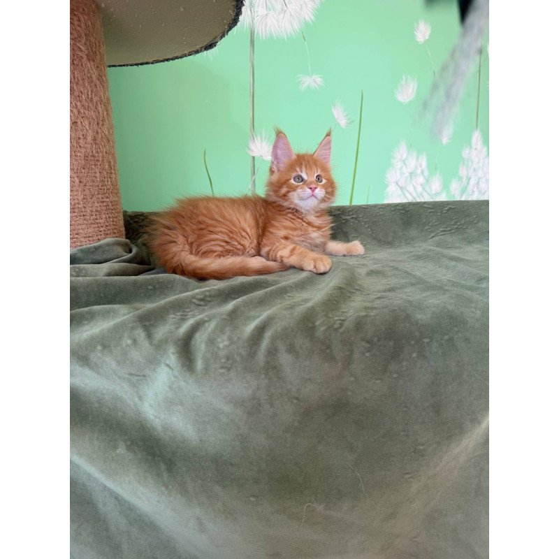 Maine Coon Alex