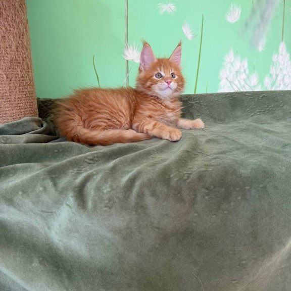 Maine Coon Alex