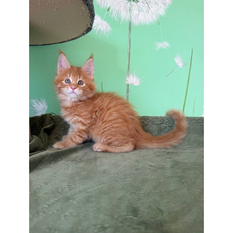 Maine Coon Alex
