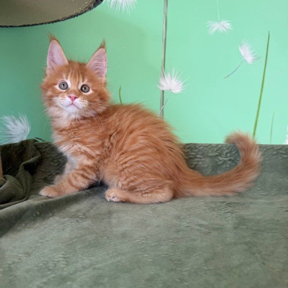 Maine Coon Alex