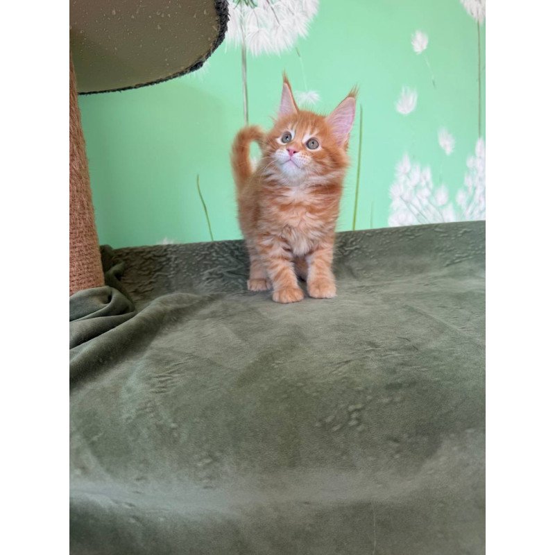 Maine Coon Alex